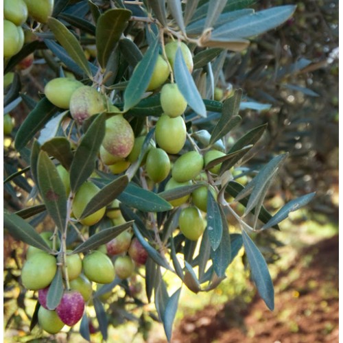 Nocellara Medium Intensity Early Harvest Extra Virgin Olive Oil - Italy - 2023